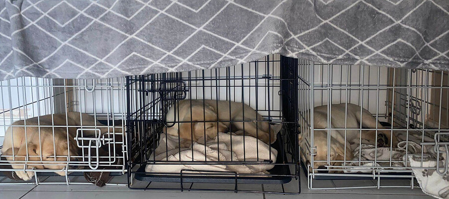 How to Choose the Right Dog Crate for Your Pet